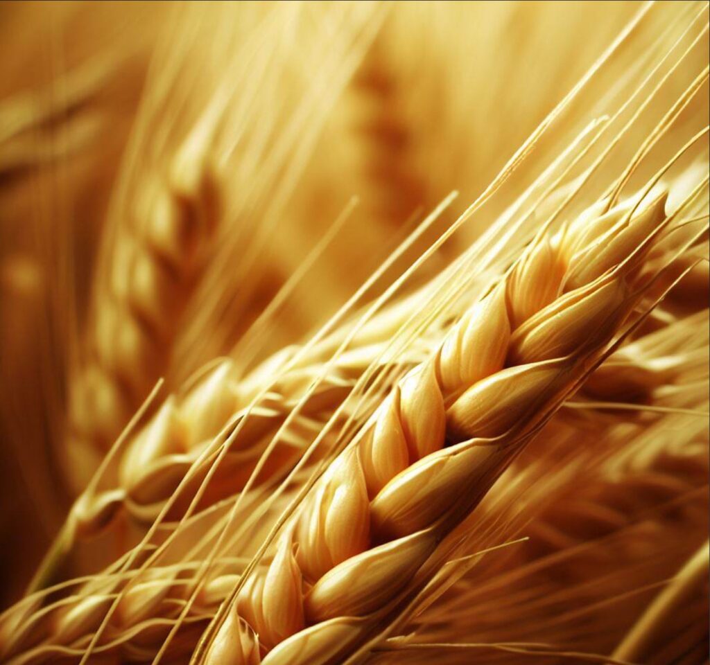 Rice, Quinoa, Corn, Millet and Oats Top GlutenFree Alternatives to